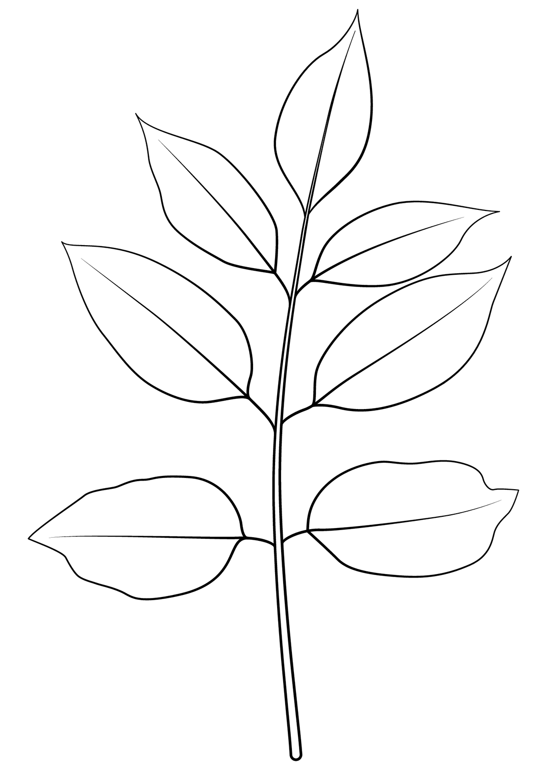 Dişbudak Ağacı