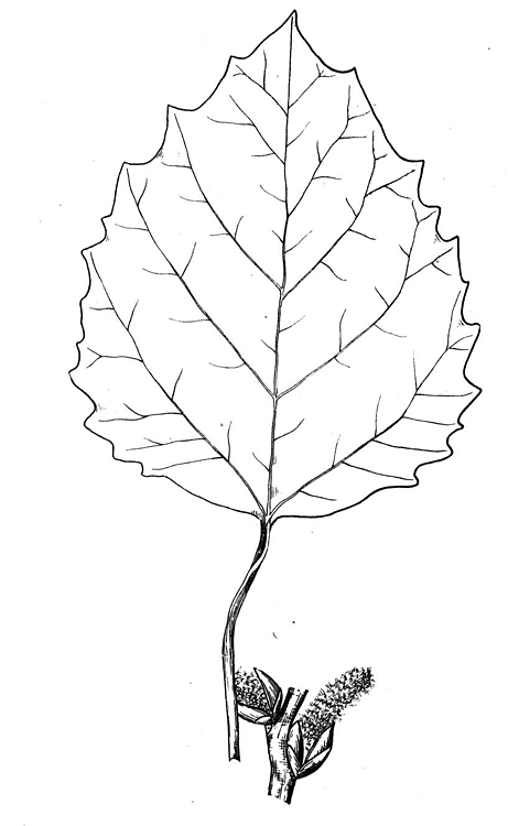 Kavak Ağacı