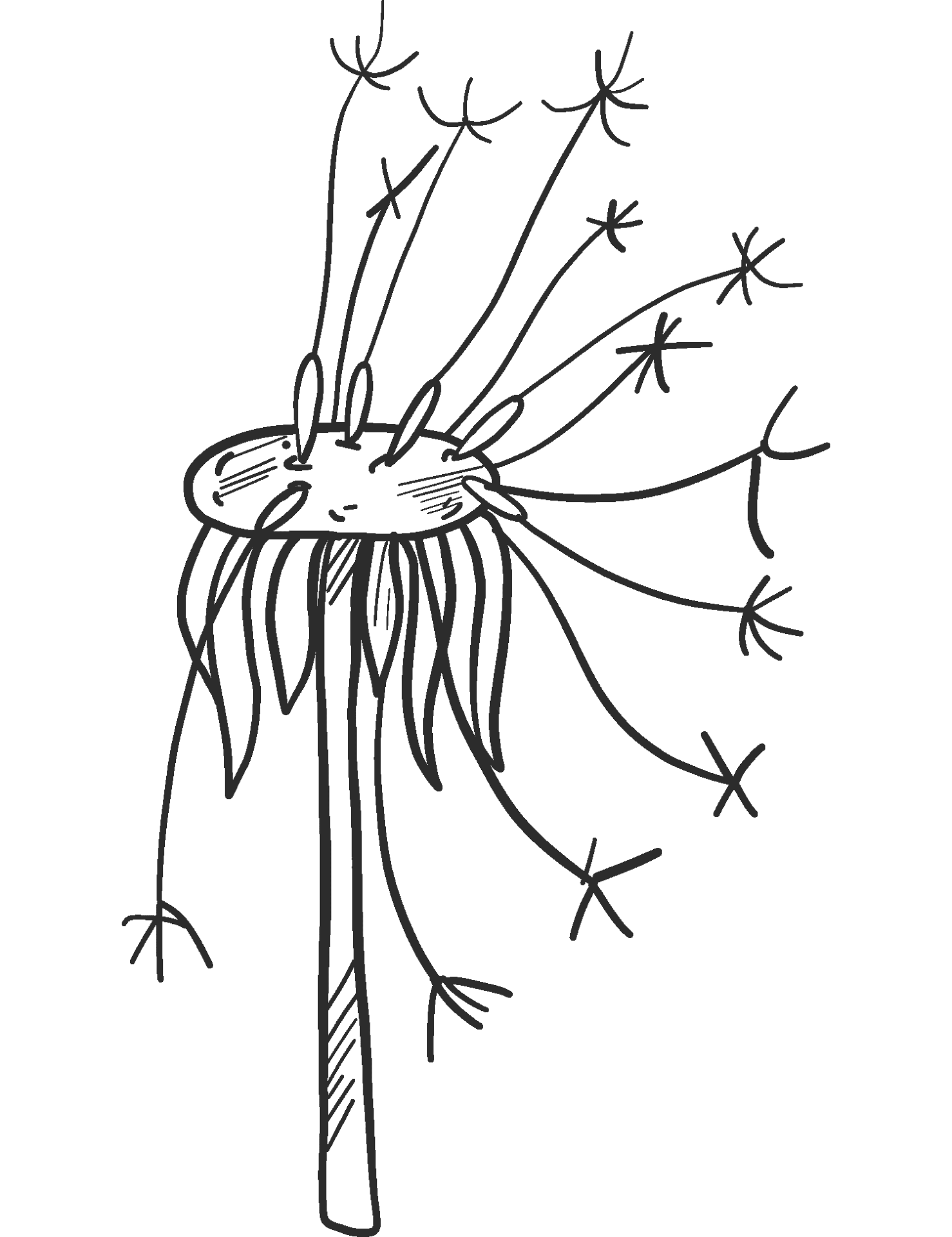 Karahindiba