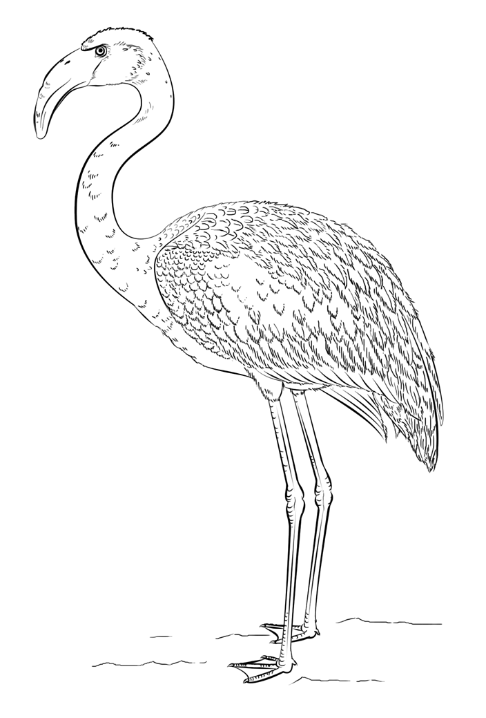 Flamingo Boyama Sayfası